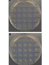 使用CRISPR-Cas9对玉米黑粉菌进行单个和多个基因的编辑