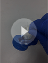 评估雄性大鼠对T型迷宫的工作记忆