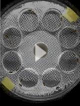 Assessing Experience-dependent Tuning of Song Preference in Fruit Flies (<em>Drosophila melanogaster</em>)