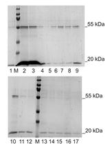 BMV Propagation, Extraction and Purification Using Chromatographic Methods