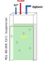 Fluorophore-Based Mitochondrial Ca2+ Uptake Assay