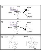 Measuring CD38 Hydrolase and Cyclase Activities: 1,N6-Ethenonicotinamide Adenine Dinucleotide (ε-NAD) and Nicotinamide Guanine Dinucleotide (NGD) Fluorescence-based Methods