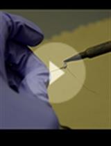 拟南芥与绿桃蚜相互作用：昆虫喂养、无选择性育性分析和昆虫刺吸电位技术在研究昆虫摄食行为中的应用