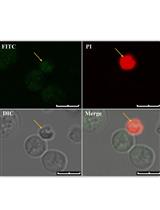 Detection of Apoptosis-like Cell Death in Ustilago maydis by Annexin V-FITC Staining