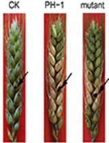 Fusarium graminearum Inoculation on Wheat Head