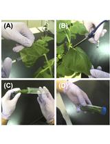 Measuring Secretion of Capsidiol in Leaf Tissues of Nicotiana benthamiana