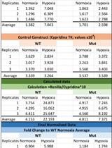 Hypoxia Reporter Element Assay