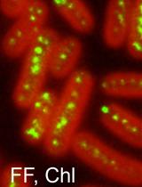 蓝藻Synechococcus elongatus PCC 7942中多拷贝染色体的直接可视化观察