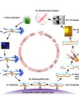 Tethered Chromosome Conformation Capture Sequencing in Triticeae: A Valuable Tool for Genome Assembly