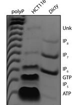 Inositol Phosphates Purification Using Titanium Dioxide Beads