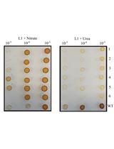 Delivery of the Cas9 or TevCas9 System into <em>Phaeodactylum tricornutum</em> via Conjugation of Plasmids from a Bacterial Donor