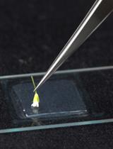 Pollen Germination and Pollen Tube Growth of Arabidopsis thaliana: In vitro and Semi in vivo Methods