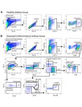 Identification and Quantitation of Leukocyte Populations in Human Kidney Tissue by Multi-parameter Flow Cytometry