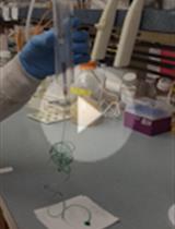 基于微射流技术分析接触性依赖细菌相互作用