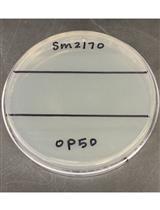 Assessment of Caenorhabditis elegans Competitive Fitness in the Presence of a Bacterial Parasite