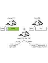 Image-Based Analysis of Mitochondrial Area and Counting from Adult Mouse Dopaminergic Neurites