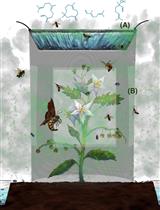 An Inexpensive and Comprehensive Method to Examine and Quantify Field Insect Community Influenced by Host Plant Olfactory Cues