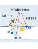 Structural Analysis of Target Protein by Substituted Cysteine Accessibility Method