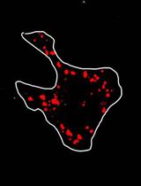 Phagocytosis Assay for α-Synuclein Fibril Uptake by Mouse Primary Microglia