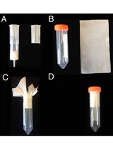 <em>In planta</em> Transcriptome Analysis of <em>Pseudomonas syringae</em>