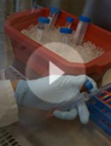 在胶原蛋白中分析人内皮细胞基于球体的出芽式血管生成