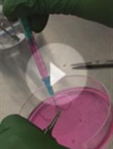 Using Stable Isotopes in Bone Marrow Derived Macrophage to Analyze Metabolism