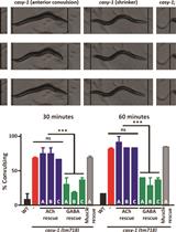 Pentylenetetrazole (PTZ)-induced Convulsion Assay to Determine GABAergic Defects in <em>Caenorhabditis elegans</em>
