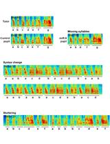 Studying the Mechanisms of Developmental Vocal Learning and Adult Vocal Performance in Zebra Finches through Lentiviral Injection