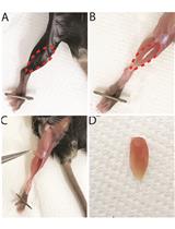 关于小鼠模型的微阵列，IPA和GSEA分析 