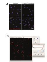Quantification of Extracellular Double-stranded RNA Uptake and Subcellular Localization  Using Flow Cytometry and Confocal Microscopy