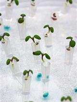 制造和使用dual-flow-RootChip在不对称微环境下进行拟南芥根组织成像