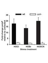 Extraction and Quantification of Polyphosphate (polyP) from Gram-negative Bacteria