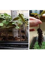 植物实验分析青枯雷尔氏菌的毒力