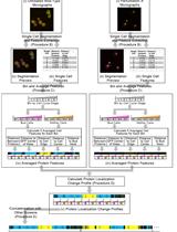 利用多重图像筛选技术提取和整合酵母细胞蛋白定位变化