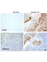 Qualitative in vivo Bioluminescence Imaging