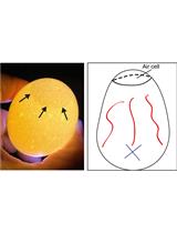 Sendai Virus Propagation Using Chicken Eggs