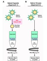 Retroviral Capsid Core Stability Assay