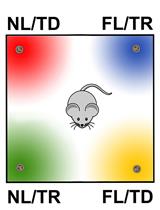 小鼠对气味记忆的行为评价