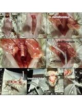 Artificial Inhalation Protocol in Adult Mice