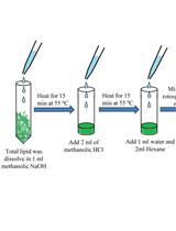 GC-MS-Based Analysis of Methanol: Chloroform-extracted Fatty Acids from Plant Tissues