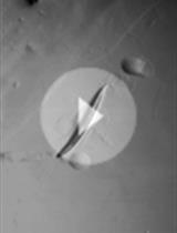 A Behavioral Assay to Examine the Effects of Kavalactones on Caenorhabditis elegans Neuromuscular Excitability