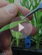 短柄草属植物小穗分生组织的活体共聚焦成像