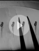 Zebrafish Embryo Xenograft and Metastasis Assay