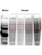 Preparation of Sequencing RNA Libraries through Chemical Cross-linking Coupled to Affinity Purification (cCLAP) in Saccharomyces cerevisiae