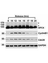 A Method for SUMO Modification of Proteins <em>in vitro</em>