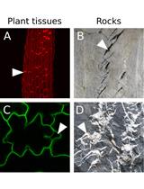 An Image Analysis Pipeline to Quantify Emerging Cracks in Materials or Adhesion Defects in Living Tissues