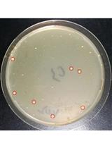 谷氨酸棒状杆菌中CRISPR/Cas9介导的ssDNA重组工程技术