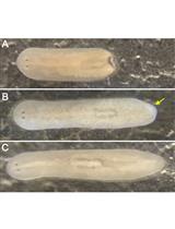 Maintenance of <em>Schmidtea mediterranea</em> in the Laboratory