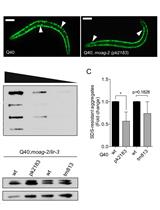 Filter Retardation Assay for Detecting and Quantifying Polyglutamine Aggregates Using Caenorhabditis elegans Lysates