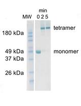 Fluorescence Titrations to Determine the Binding Affinity of Cyclic Nucleotides to SthK Ion Channels